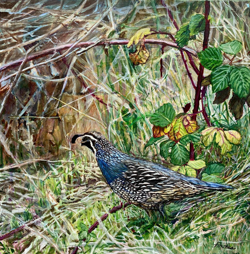 California Quail